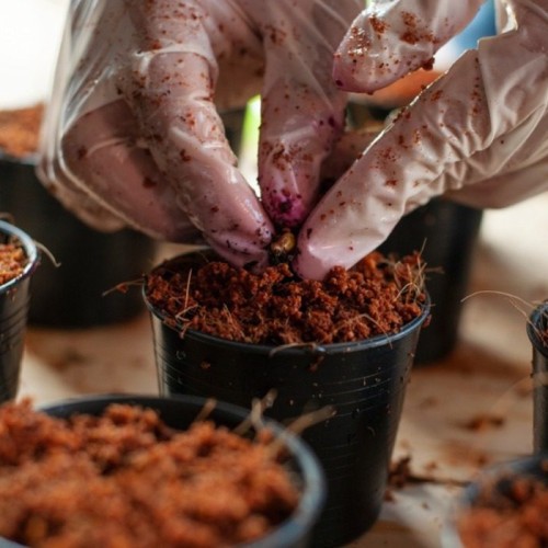 Coco Peat
