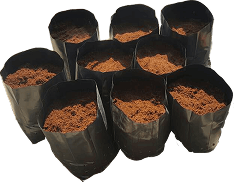 Coco Peat